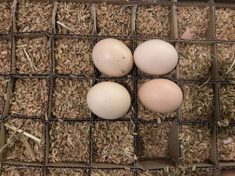 富润世蛋类鸡蛋生鲜鸡蛋使用感受,评测真的很坑吗？