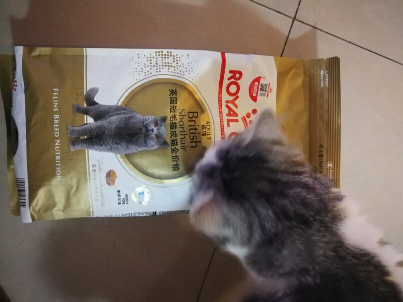 ROYALCANIN英短吃这一款猫粮有助发腮吗？