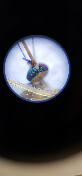 日本迷你便携式肯高显微镜STV-120M带LED灯能不能看到蝌蚪？