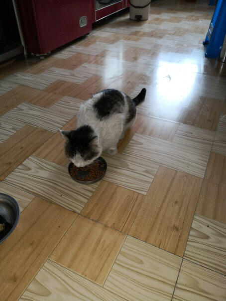 好主人猫粮室内天然粮5斤不吃可以退？