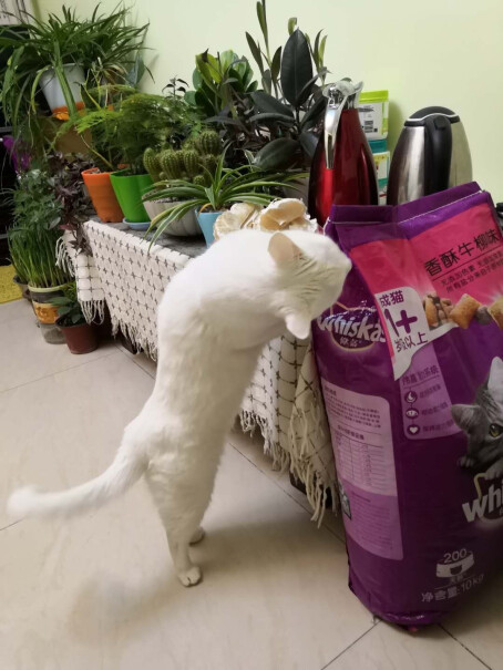 猫干粮伟嘉成猫猫粮10KG香酥牛柳味布偶蓝猫橘猫加菲英短猫咪全价粮买前必看,评测哪一款功能更强大？