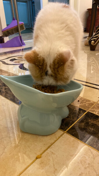 ROYALCANIN9个月的猫咪可以吃这个猫粮吧？