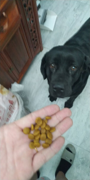 疯狂的小狗成犬狗粮金毛拉布拉多萨摩耶边牧阿拉斯加现在能发货吗？