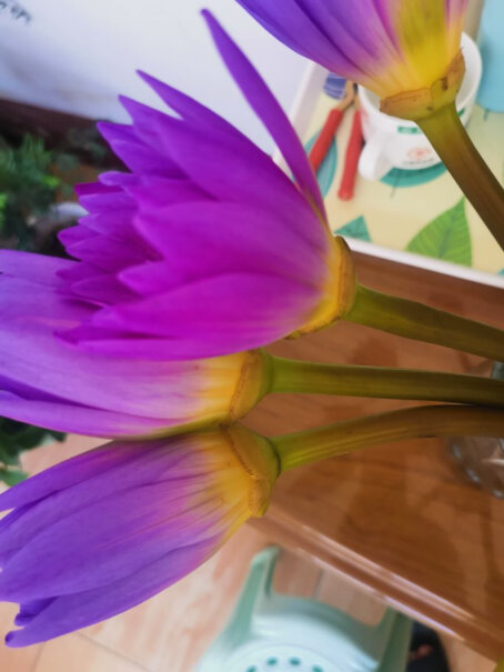 FlowerPlus花加优选水养鲜切花瓶插花桌面装饰清新礼物速递花束随机色洋牡丹10枝+随机款花瓶是真花吗？
