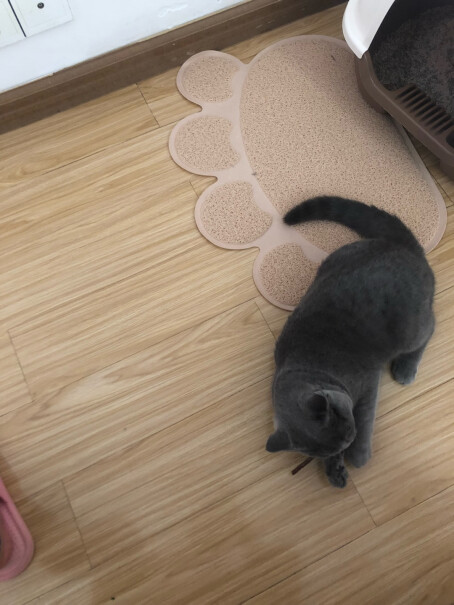 猫玩具田田猫宠物猫用品猫零食猫薄荷粉末猫草独立包装猫薄荷评测质量怎么样！坑不坑人看完这个评测就知道了！