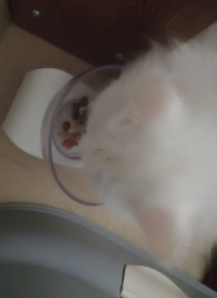 麦富迪猫零食6个月猫咪吃的话，一次多少合适呢？