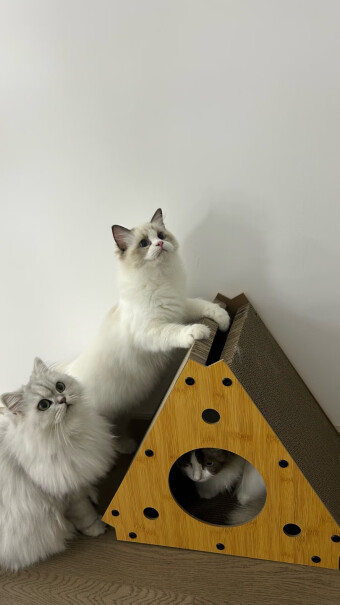 宠辞典三角猫抓板评测质量怎么样？详细评测报告！