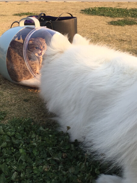 伯纳天纯狗粮中大型幼犬粮4kg阿拉斯加边牧拉布拉多吃了两天，拉绿色浠水，拉屎跟撒尿一样，狗粮问题？