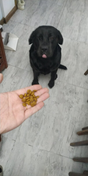 疯狂的小狗成犬狗粮金毛拉布拉多萨摩耶边牧阿拉斯加拉布拉多犬吃了拉尿尿金黃色的，你们的会这样吗？
