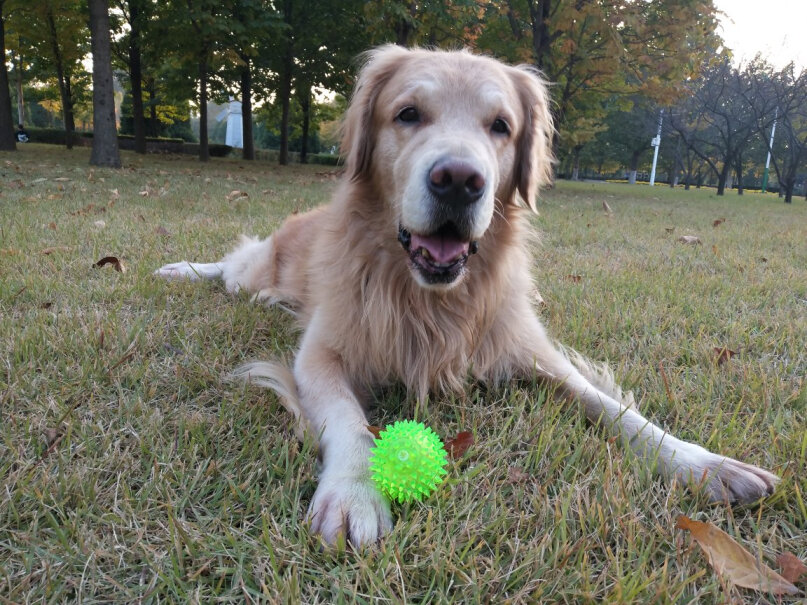 比瑞吉狗粮优选中大型通用成犬粮定制款15kg吃了有泪痕吗？