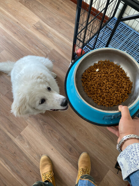 比瑞吉俱乐部狗粮宠物全价全犬种幼年期犬粮3-18个月使用我家喜乐蒂适合吃吗？
