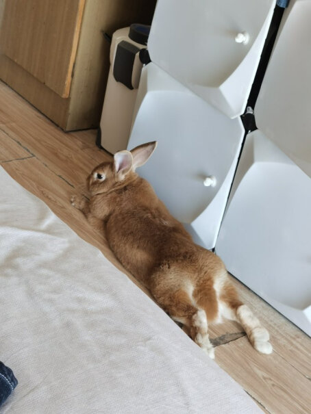 洁西悬挂式饮水壶500毫升兔子豚鼠龙猫我家兔子现在不吃，怎么办？