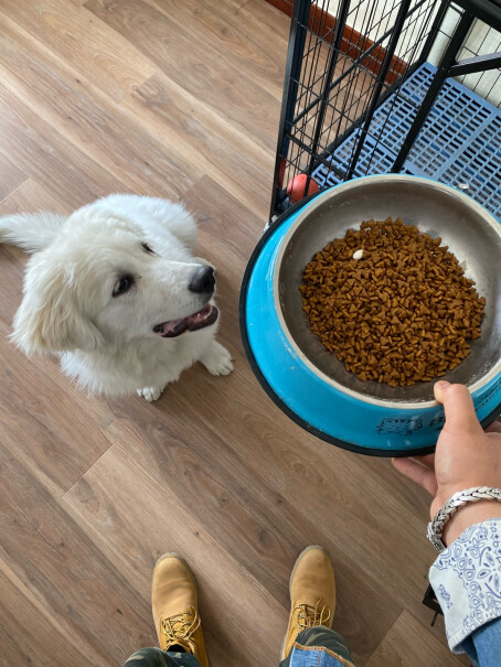比瑞吉俱乐部狗粮宠物全价全犬种幼年期犬粮3-18个月使用我家喜乐蒂适合吃吗？