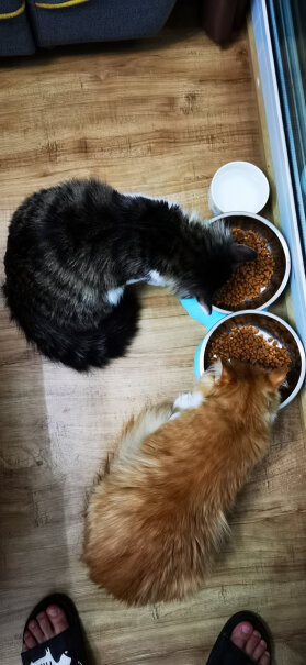 好主人猫粮室内天然粮5斤猫粮咸不咸？