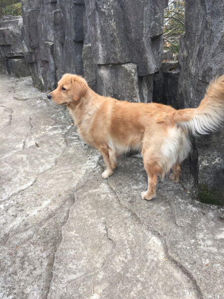 护肤美毛麦德氏狗狗卵磷脂3061g泰迪金毛粉宠物软磷脂海藻粉亮毛网友诚实不欺人！坑不坑人看完这个评测就知道了！