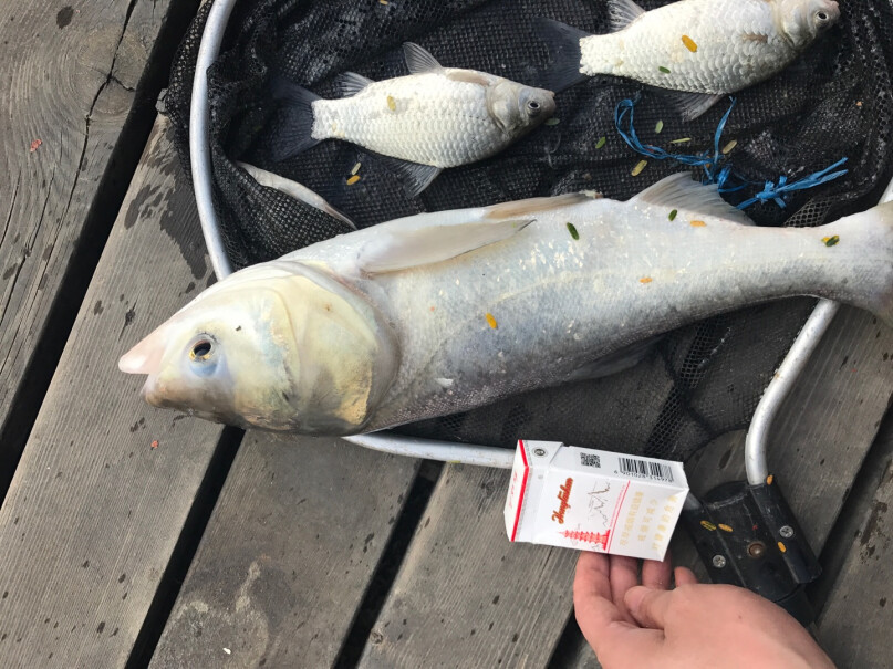 浮漂达摩浮漂鱼漂永村E系列枣核型鱼漂加粗尾浮漂醒目近视评测怎么样！评测哪款质量更好？