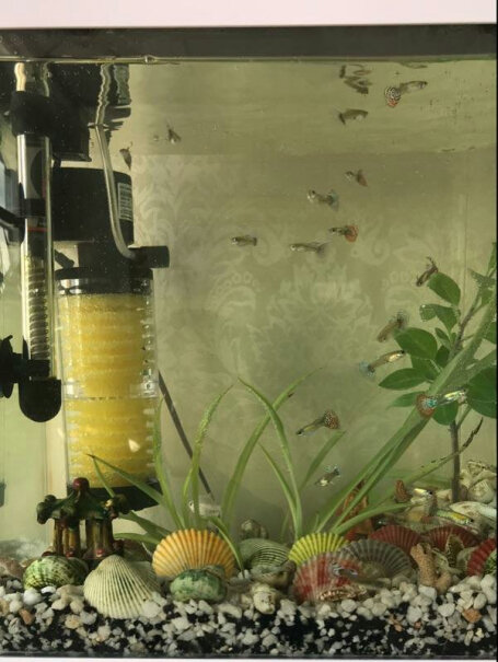 sobo松宝鱼缸过滤器圆形玻璃缸能吸住吗？