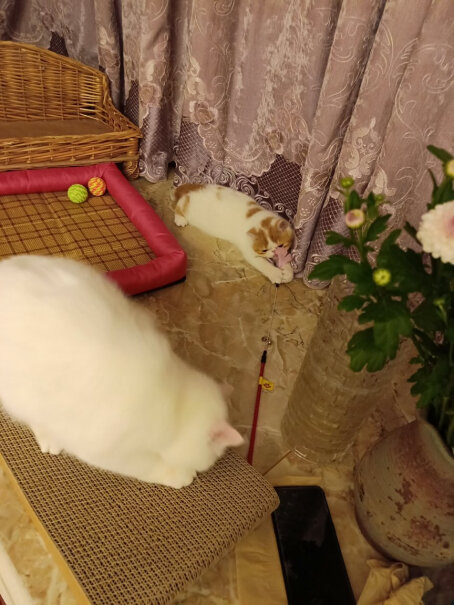 田田猫瓦楞纸猫抓板耐磨猫磨爪磨爪器猫玩具猫咪用品套装猫薄荷猫薄荷起什么作用，怎么用？