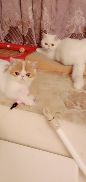 田田猫瓦楞纸猫抓板耐磨猫磨爪磨爪器猫玩具猫咪用品套装猫薄荷买了猫抓板，还用剪指甲吗？