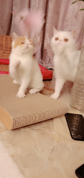 田田猫瓦楞纸猫抓板耐磨猫磨爪磨爪器猫玩具猫咪用品套装猫薄荷猫薄荷起什么作用，怎么用？