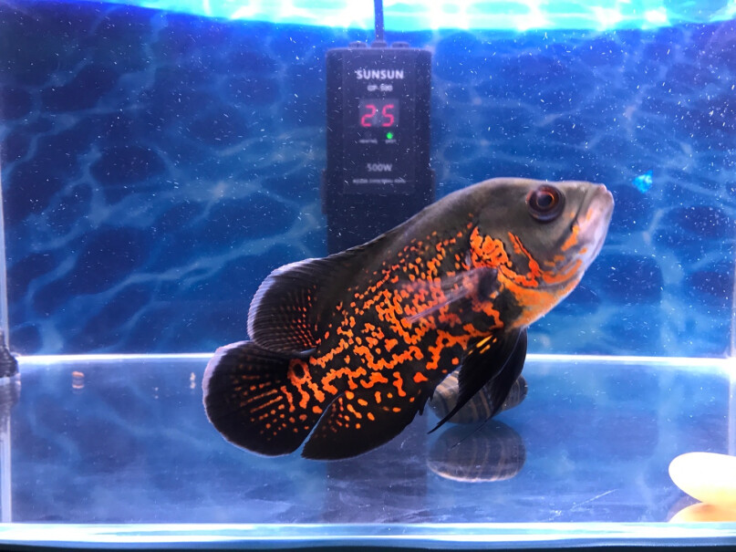森森喂鱼器鱼缸自动喂食器鱼食锦鲤金鱼自动投食器设置时间后，指示灯长亮吗？