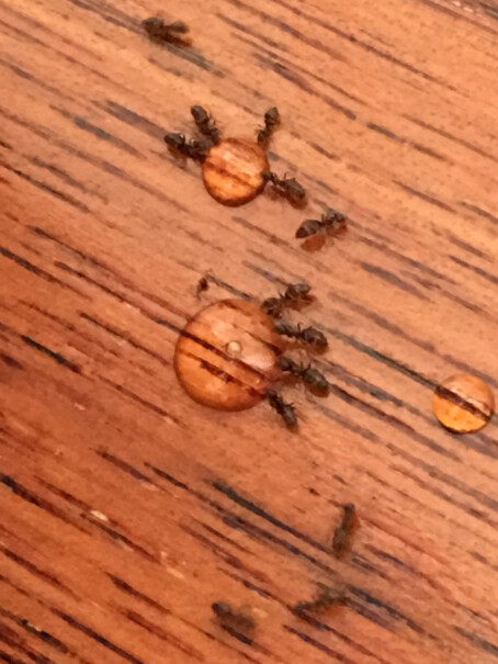 其他杀虫用品德国拜耳蚂蚁药杀虫剂最新款,要注意哪些质量细节！
