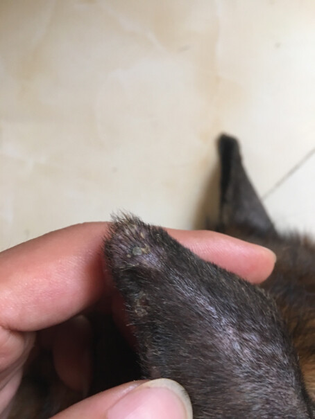 贝里奥百灵金方白及膏伤口促进愈合肛门腺外伤感染这个对猫癣和脓皮症能行吗？