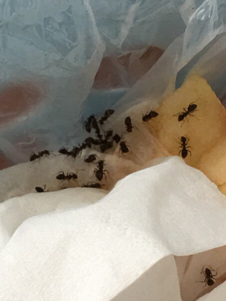 其他杀虫用品德国拜耳蚂蚁药杀虫剂最新款,要注意哪些质量细节！