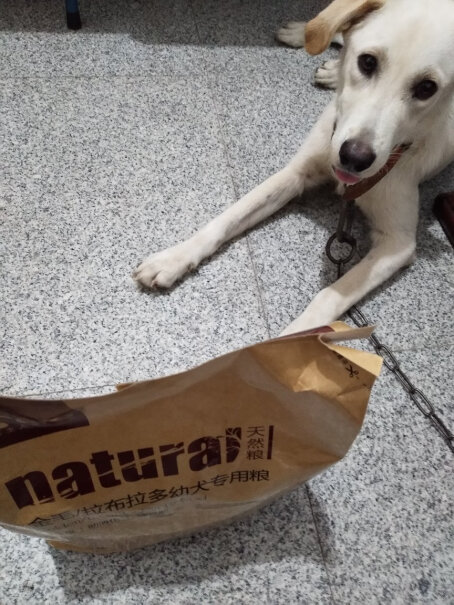 好主人金毛拉布拉多幼犬专用狗粮一袋5斤狗粮三个月大小的拉布拉多正常吃多久？