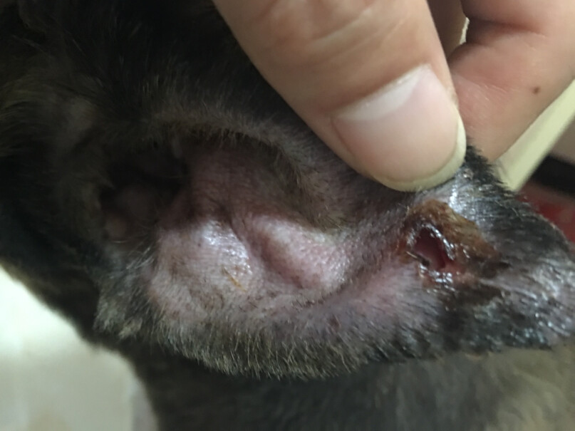 贝里奥百灵金方白及膏伤口促进愈合肛门腺外伤感染这个对猫癣和脓皮症能行吗？