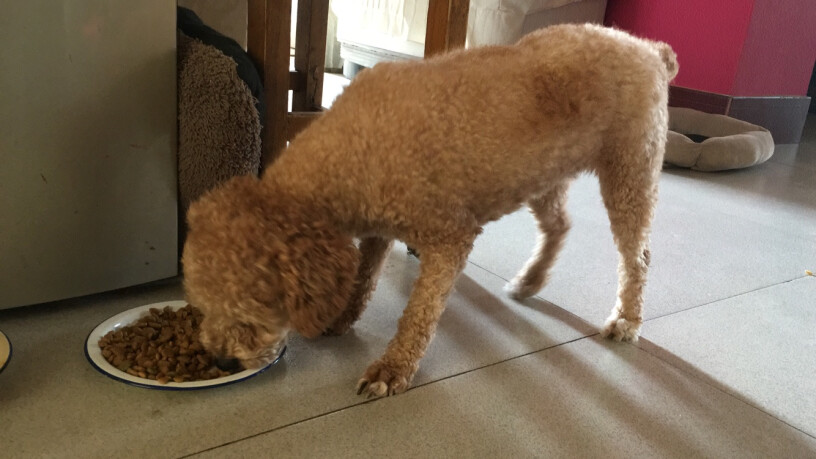 麦富迪宠物狗粮5个月的小泰迪可以吃这款狗粮吗？