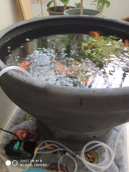 松宝SOBO鱼缸氧气泵可以一直开着吗？