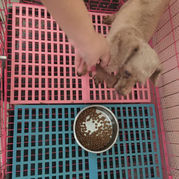 YAHO亚禾狗狗训练用零食三个月萨摩耶能吃不？