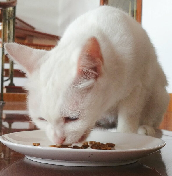 比瑞吉猫粮全价室内成猫粮2kg这猫粮 吃的我家猫拉稀什么情况？