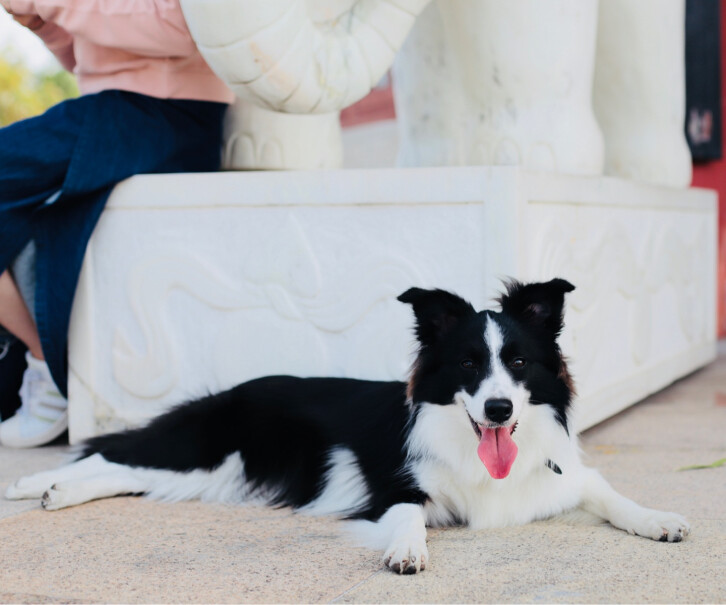 比瑞吉俱乐部狗粮小型犬全价幼犬粮2kg五个月的柯基能吃吗？