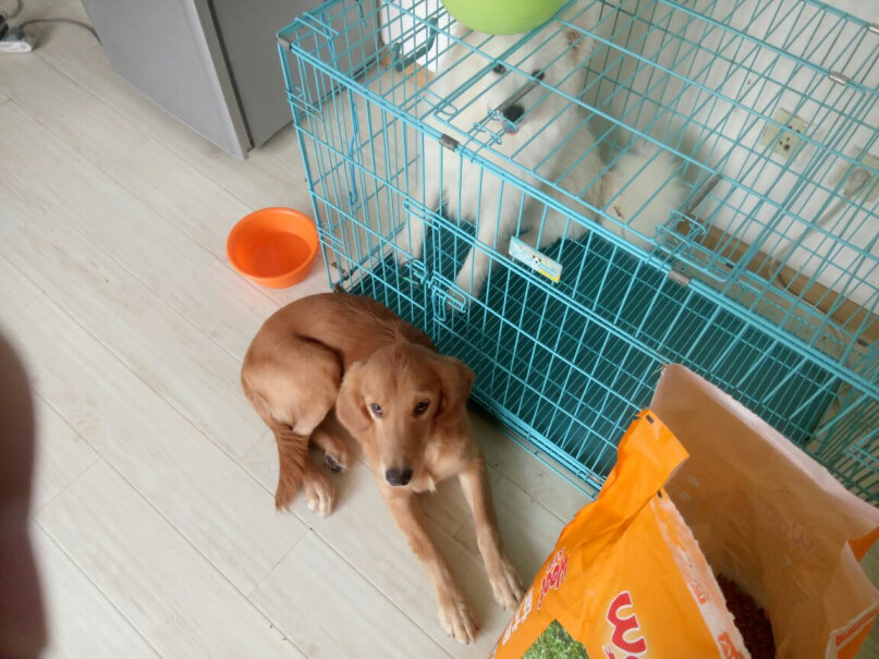 犬儿欢成犬狗粮10kg亲，我们家法斗能吃吗？
