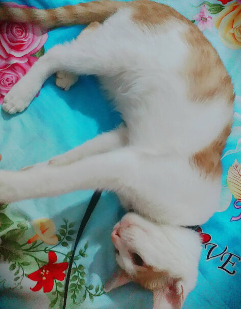 猫砂宠幸豆腐猫砂2.5kg测评大揭秘,小白必看！