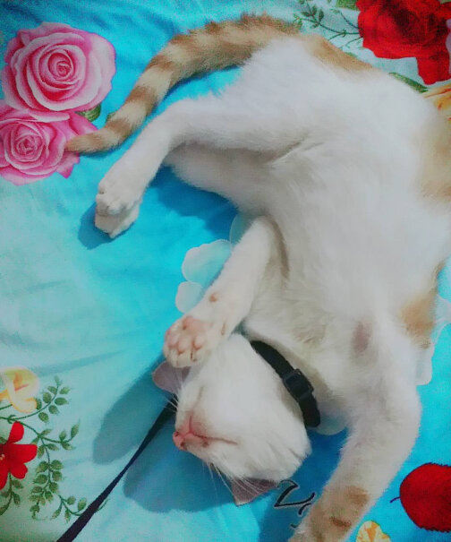 猫砂宠幸豆腐猫砂2.5kg测评大揭秘,小白必看！