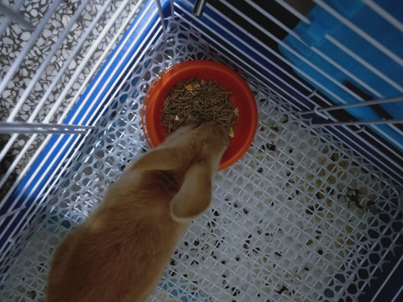 洁西果蔬兔粮1kg兔饲料一个月的兔子能吃吗？