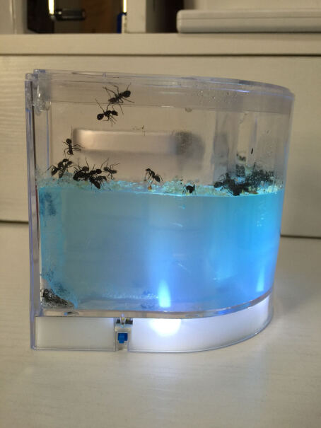 蚂蚁城堡家园蚂蚁工坊宫房有没有蚁后？