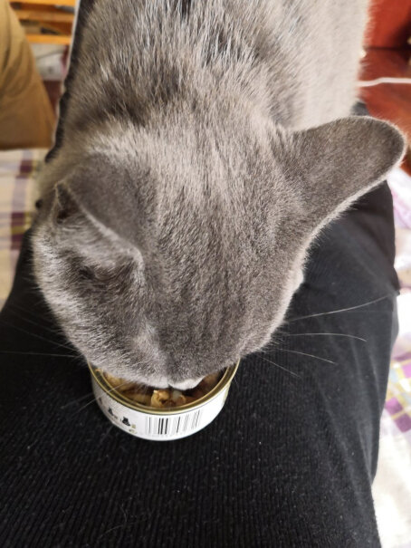 猫零食希宝宠物猫粮猫湿粮泰国进口猫罐头吞拿鱼海鲜汤汁系列85g使用感受大揭秘！真实测评质量优劣！