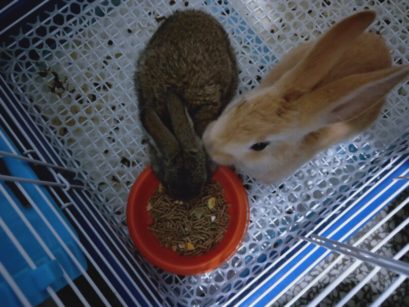兔子用品洁西果蔬兔粮1kg兔饲料应该怎么样选择,真实测评质量优劣！