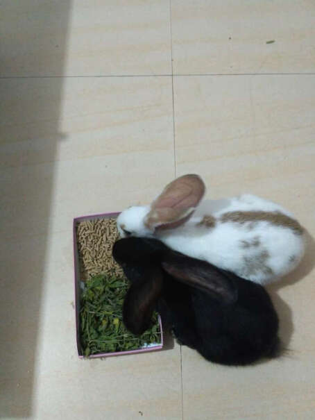洁西兔粮宠物兔子饲料兔子一袋能吃多久？