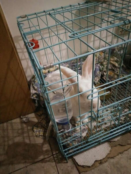 洁西兔粮宠物兔子饲料多久可以送到福建泉州市？