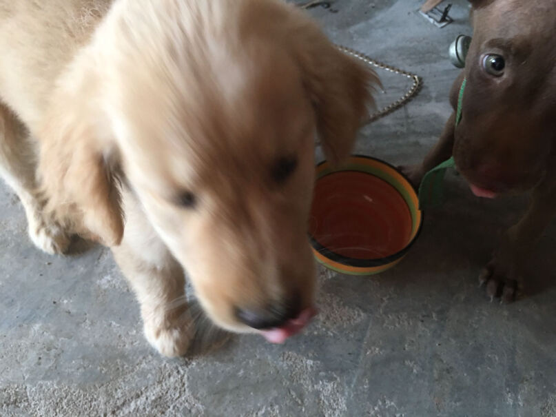 好主人金毛拉布拉多幼犬专用狗粮我家狗吃这个拉屎特别腥，是什么原因？