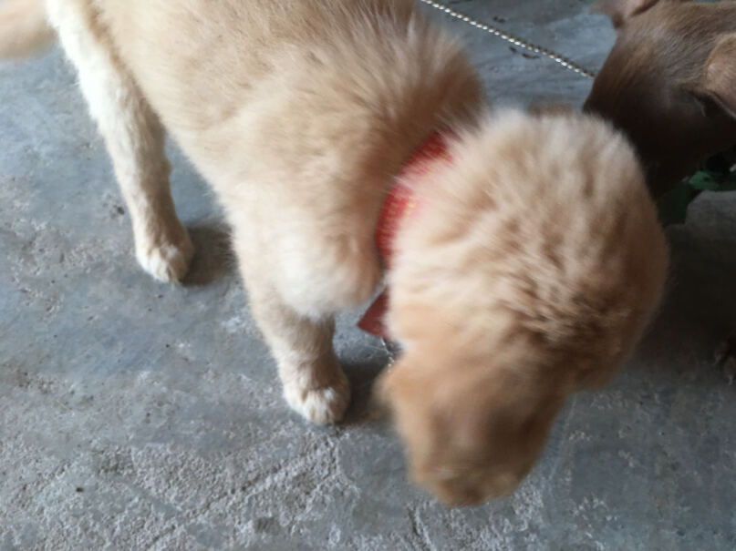 好主人金毛拉布拉多幼犬专用狗粮我家狗吃这个拉屎特别腥，是什么原因？