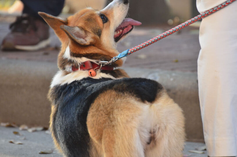 冠能狗粮幼犬2.5kg小型犬全价犬粮4个月的雪纳瑞可以吃吗？