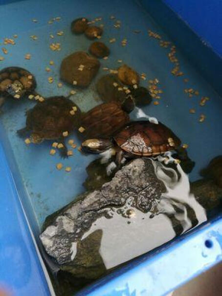 LIFELINE命脉幼龟粮我家的小龟把龟粮咬碎，感觉没吃几口，水还脏了，怎么回事？