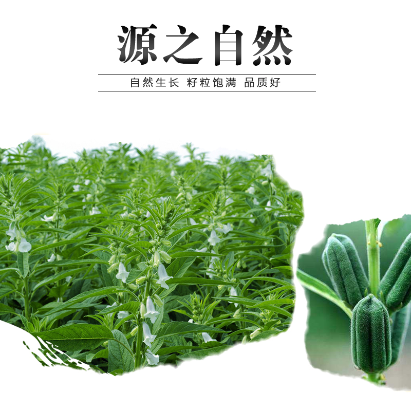 川珍香酥芝麻330g熟白芝麻免洗即食低温炒制干吃烘培原料调料五谷杂粮