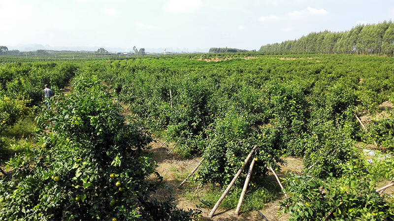 原产地天然果园--适宜沃柑种植的地形,土壤,气候           云南